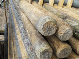 Blank geschilde boompaal 8 - 9 cm