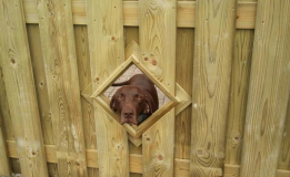 schutting-voorzien-van-kijkgat-voor-de-hond