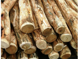 Robinia 8-10 cm / 120 cm lang