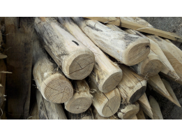 Robinia 10-12 cm/120 cm lang